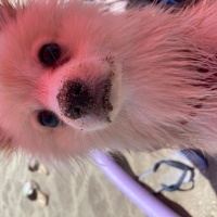 Pomeranyalı, Köpek  Leo fotoğrafı