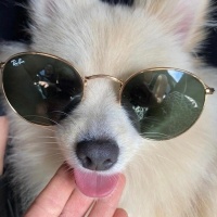 Pomeranyalı, Köpek  Leo fotoğrafı