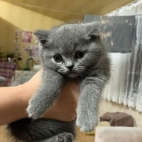British Shorthair, Kedi  Çavuş fotoğrafı
