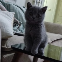 British Shorthair, Kedi  Çavuş fotoğrafı