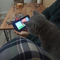 British Shorthair, Kedi  Çavuş fotoğrafı
