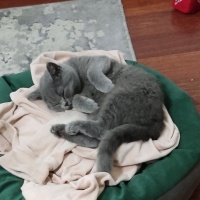 British Shorthair, Kedi  Çavuş fotoğrafı