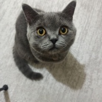 British Shorthair, Kedi  Çavuş fotoğrafı