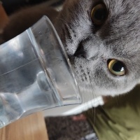 British Shorthair, Kedi  Çavuş fotoğrafı