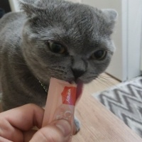 British Shorthair, Kedi  Çavuş fotoğrafı