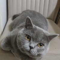 British Shorthair, Kedi  Çavuş fotoğrafı
