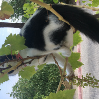 Tekir Kedi, Kedi  mia fotoğrafı