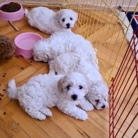 Maltese, Köpek  mia fotoğrafı