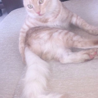 American Wirehair, Kedi  Miço fotoğrafı
