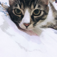Tekir Kedi, Kedi  Füfü fotoğrafı