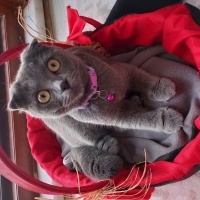 Scottish Fold, Kedi  Şila fotoğrafı