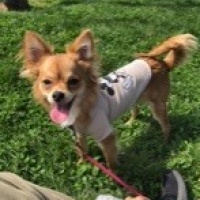 Chihuahua, Köpek  Queen fotoğrafı