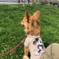 Chihuahua, Köpek  Queen fotoğrafı
