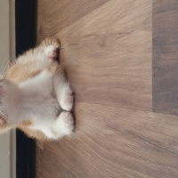 Tekir Kedi, Kedi  Tarçın  fotoğrafı