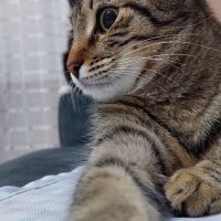 Tekir Kedi, Kedi  Lily fotoğrafı