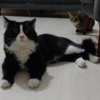 Tuxedo (Smokin) Kedi, Kedi  Robin fotoğrafı