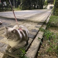 British Shorthair, Kedi  Elsa fotoğrafı