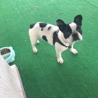 Fransız Bulldog, Köpek  ceku fotoğrafı