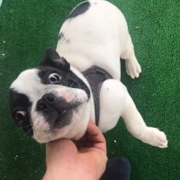 Fransız Bulldog, Köpek  ceku fotoğrafı
