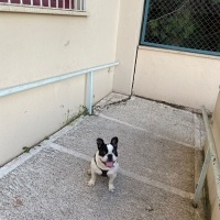 Fransız Bulldog, Köpek  ceku fotoğrafı