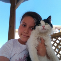 Chinchilla, Kedi  Puffy fotoğrafı
