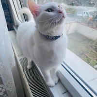 Ankara Kedisi, Kedi  Leydi fotoğrafı