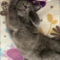 British Shorthair, Kedi  Mavi fotoğrafı