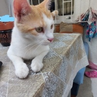 Tekir Kedi, Kedi  Pamuk fotoğrafı