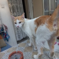 Tekir Kedi, Kedi  Pamuk fotoğrafı