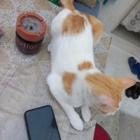 Tekir Kedi, Kedi  Pamuk fotoğrafı