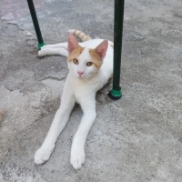 Tekir Kedi, Kedi  Efe fotoğrafı