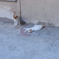 Tekir Kedi, Kedi  Efe fotoğrafı