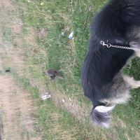 Sokö (Sokak Köpeği), Köpek  Kırpık  fotoğrafı