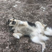 Sokö (Sokak Köpeği), Köpek  Kırpık  fotoğrafı