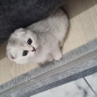 Scottish Fold, Kedi  Scottish straight fotoğrafı