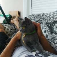 British Shorthair, Kedi  Gölge fotoğrafı