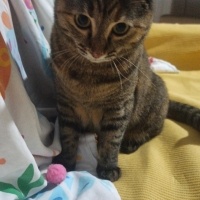 Tekir Kedi, Kedi  Safiş fotoğrafı