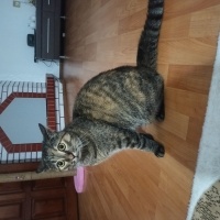 Tekir Kedi, Kedi  Safiş fotoğrafı