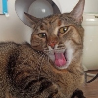 Tekir Kedi, Kedi  Safiş fotoğrafı