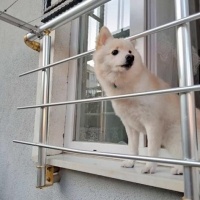 Pomeranyalı, Köpek  CEDRİC fotoğrafı