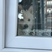 Pomeranyalı, Köpek  CEDRİC fotoğrafı