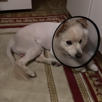 Pomeranyalı, Köpek  CEDRİC fotoğrafı