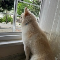 Pomeranyalı, Köpek  CEDRİC fotoğrafı