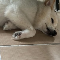 Pomeranyalı, Köpek  CEDRİC fotoğrafı