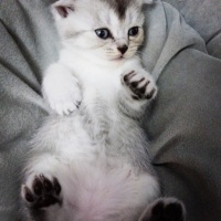 Scottish Fold, Kedi  british ve scotish bebekler fotoğrafı