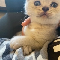 Scottish Fold, Kedi  british ve scotish bebekler fotoğrafı