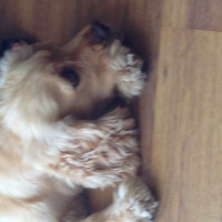 Amerikan Cocker Spaniel, Köpek  Bella Pancho fotoğrafı