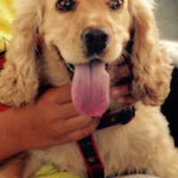 Amerikan Cocker Spaniel, Köpek  Bella Pancho fotoğrafı