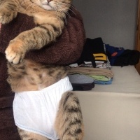 Tekir Kedi, Kedi  Mırmır fotoğrafı