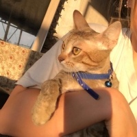 Tekir Kedi, Kedi  Mırmır fotoğrafı